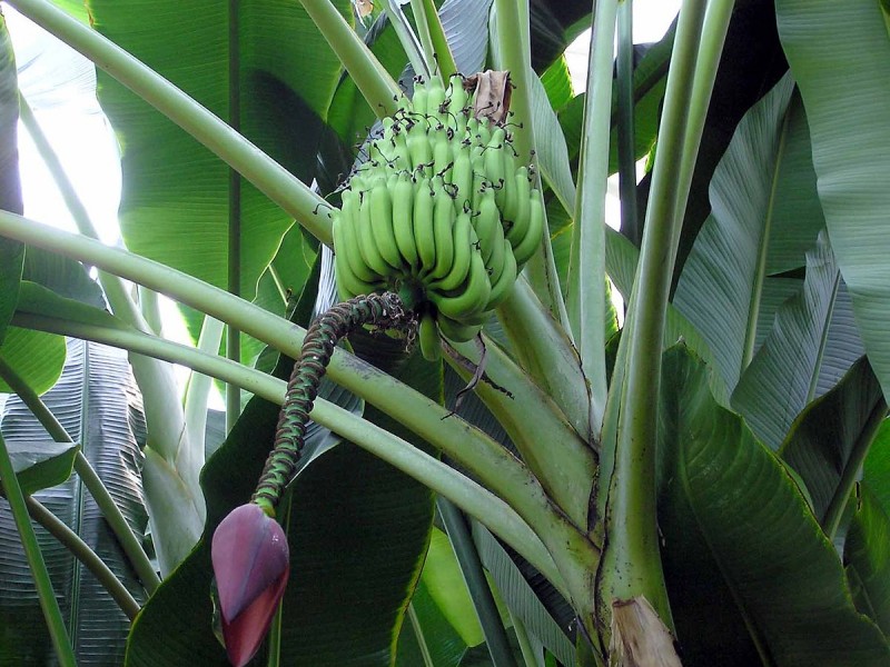 Temporada de lluvia, generará crecimiento de producción de plátano