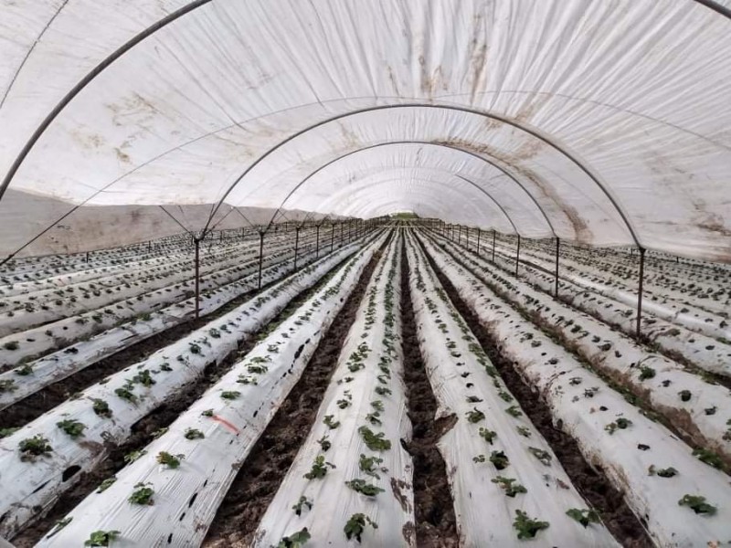 Temporada de lluvias, benéfica para el sector agrícola regional