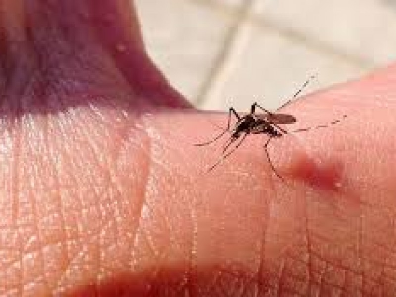 Temporada de lluvias podría incrementar casos de dengue