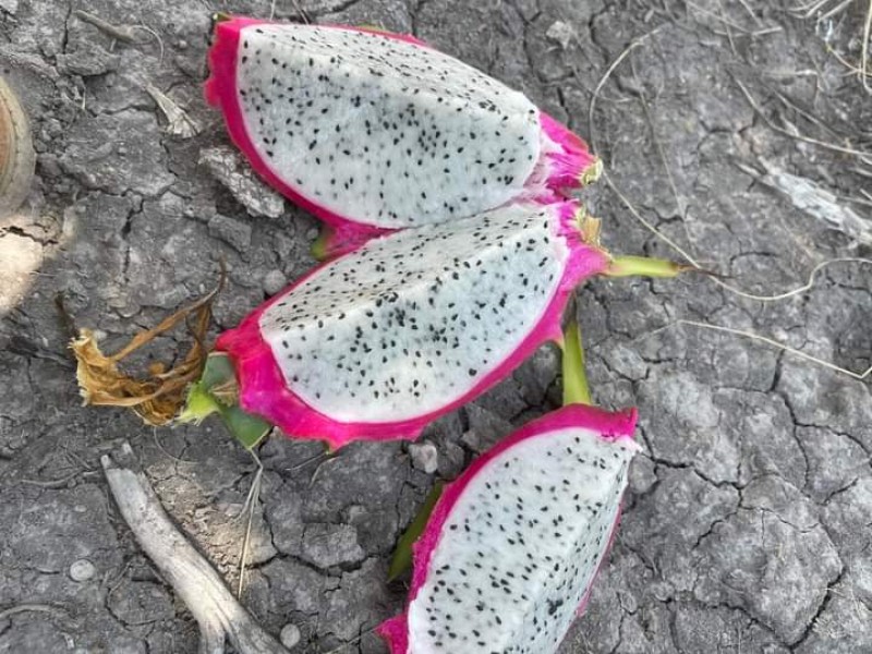 Temporada de pitahaya, precio oscila en 40 y 70 pesos