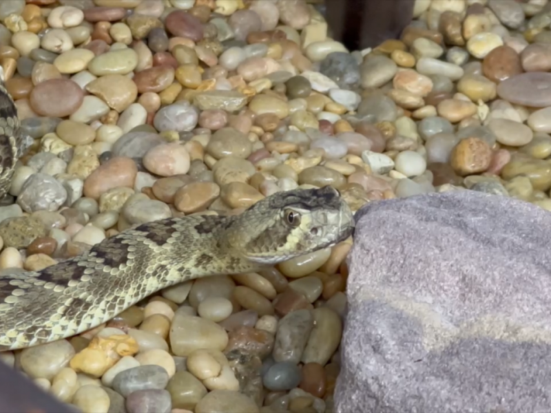 Advierten sobre temporada de serpientes de cascabel en Arizona