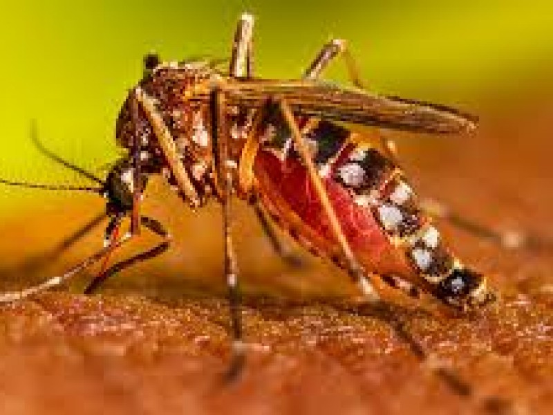 Temporada vacacional podría detonar brote de dengue en región Zamora
