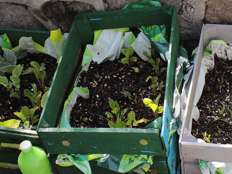 Tenancingo; tierra fértil para el aguacate