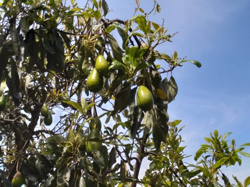 Tenancingo uno de los principales productores de aguacate