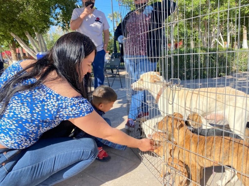 Tendrá jornada de adopciones del CCA nuevo horario