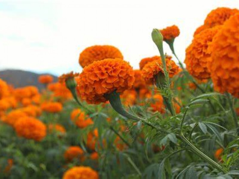 Tendrá Tepic vivero propio de flor de cempasúchil, anuncia Ayuntamiento