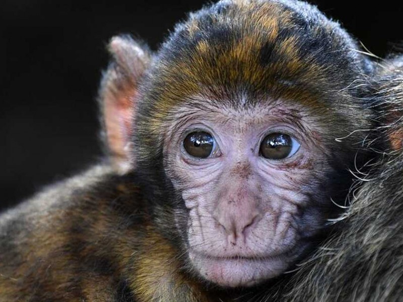 Tener múltiples parejas sexuales favorece contagio de viruela del mono