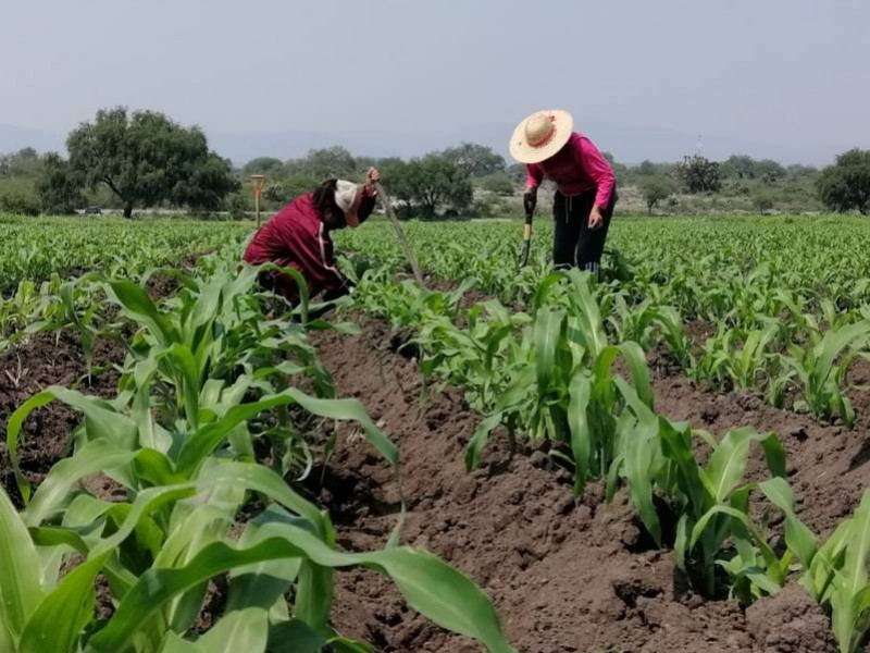 Teporada de lluvia benficiará a campo