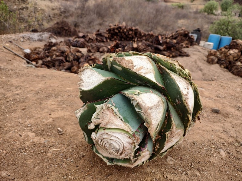 Tequila, mezcal y cerveza lo más consumido el 15 (+30%)