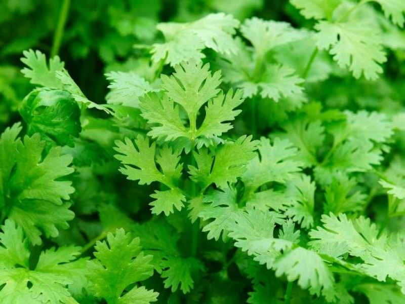 Tercera ola podría afectar venta de cilantro en la Región