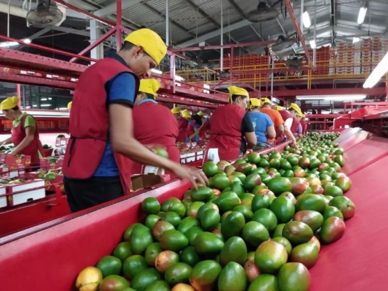 Termina cosecha de mango en la zona norte