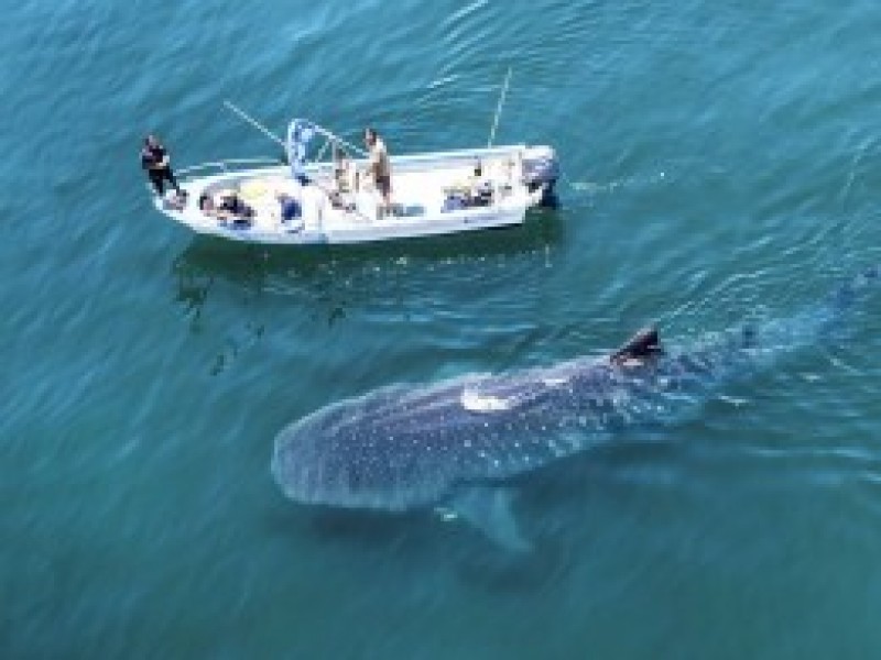 Termina la temporada de avistamiento del tiburón ballena