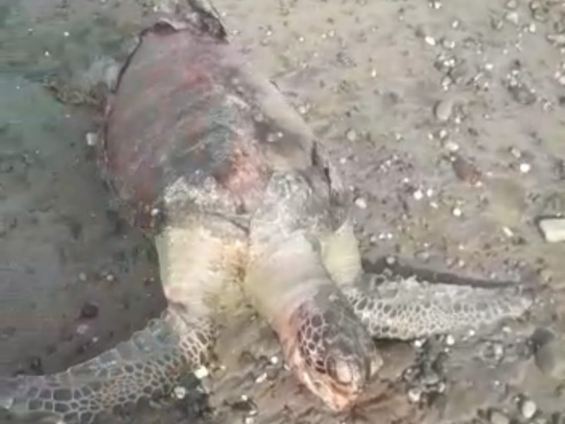 Termoeléctrica de Petacalco, sigue matando tortuga, denuncian pescadores