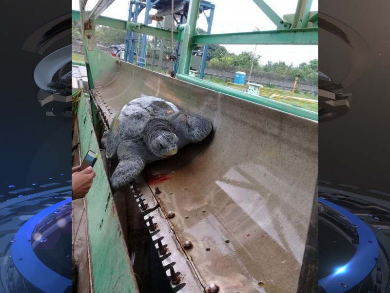 Termoeléctrica en Petacalco mata cientos de especies marinas