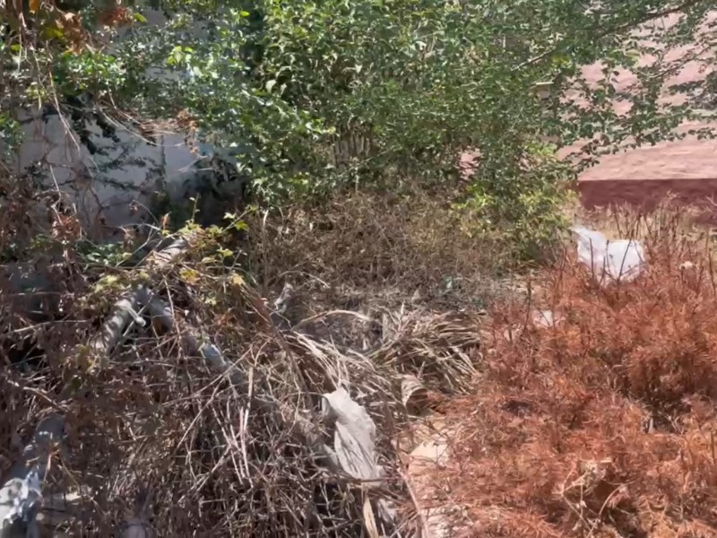 Terreno baldío convertido en basurero provoca plaga de ratas