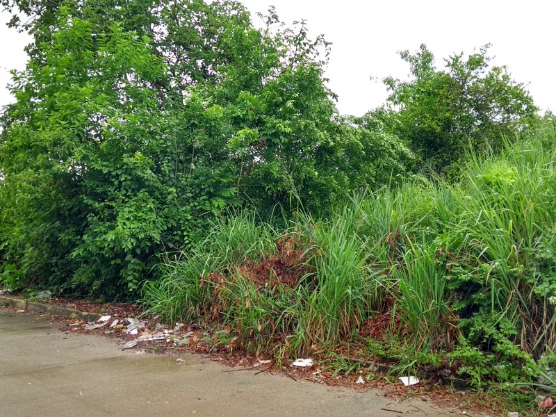 Terrenos con maleza utilizados como basureros