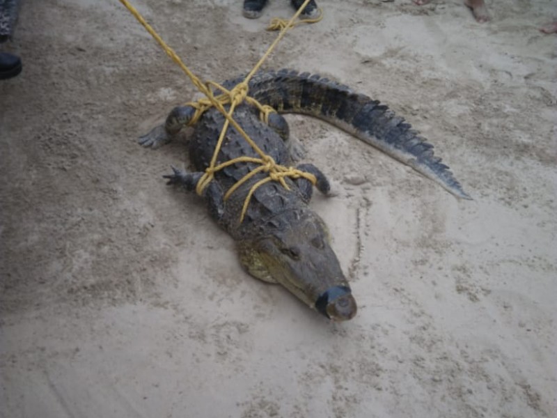 Terror en la playa; capturan a cocodrilo