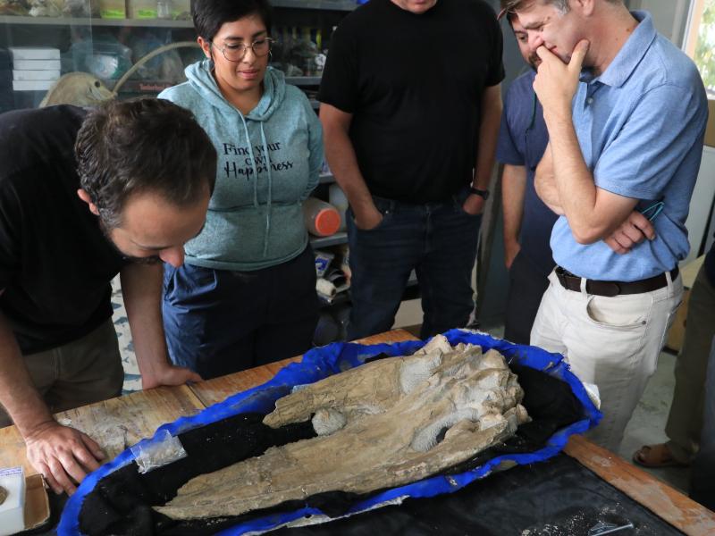 Tesis sobre ballenas fósiles de Baja California Sur recibe premio en paleontología