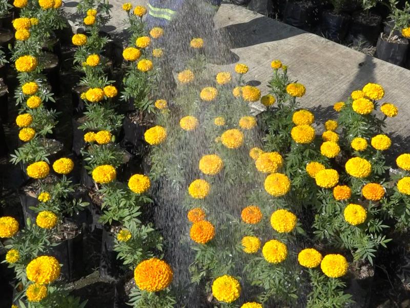 León intercambiará residuos reciclables por plantas de cempasúchil