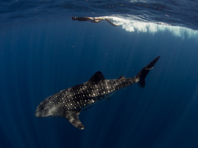 Tiburón ballena en La Paz, cambio climático afecta su presencia y avistamientos