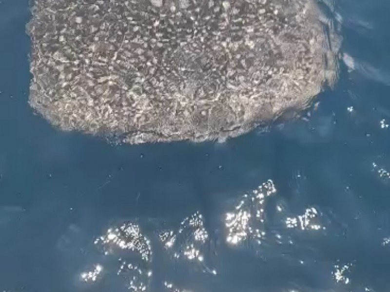 Tiburón ballena sorprende a pescadores en litorales de Petatlán