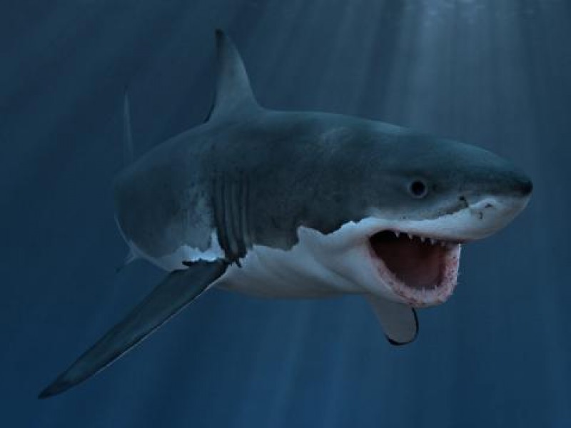 Tiburón blanco decapita a un pescador en Sonora