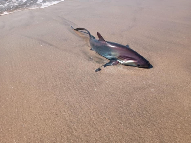 Tiburón es rescatado en Bahía de Banderas