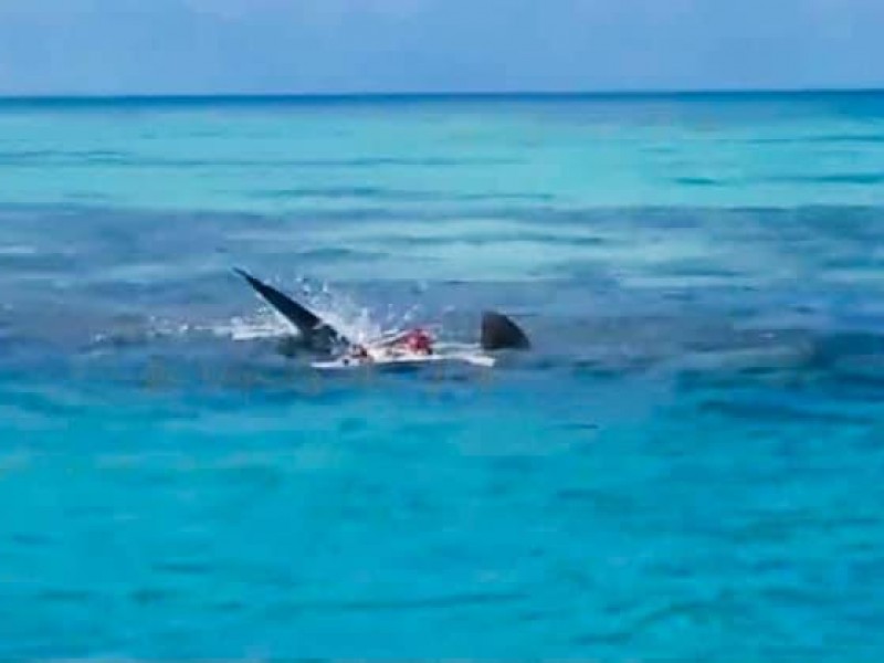 Tiburones devoran un cuerpo en Arrecife Alacrán, Yucatán