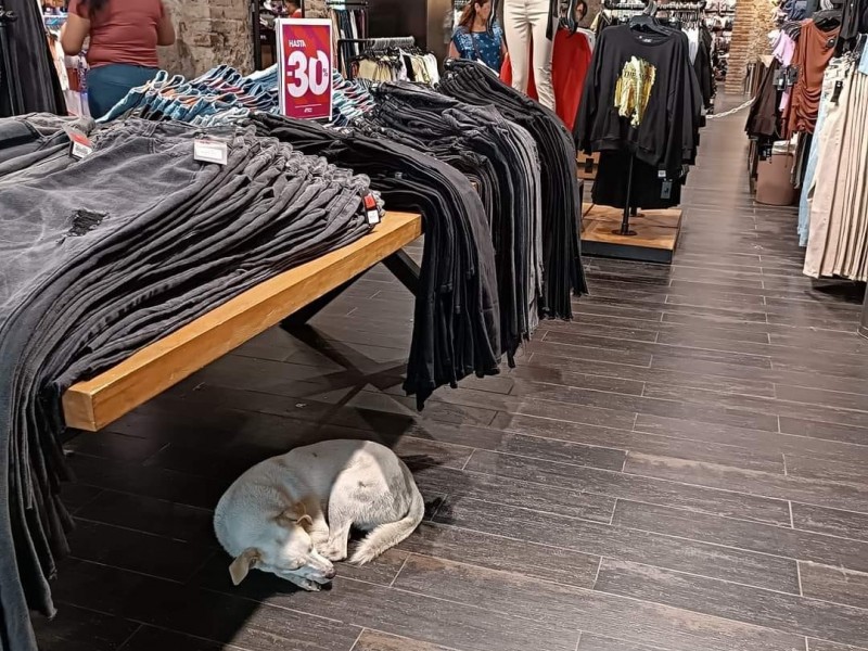 Tienda de ropa permite que perritos se refresquen