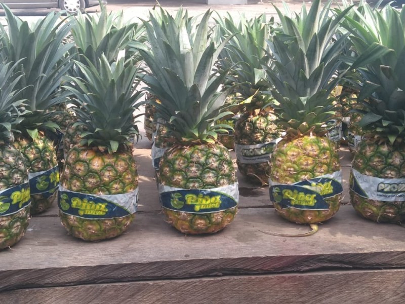 Tiene 20 años dedicándose a cultivar piña