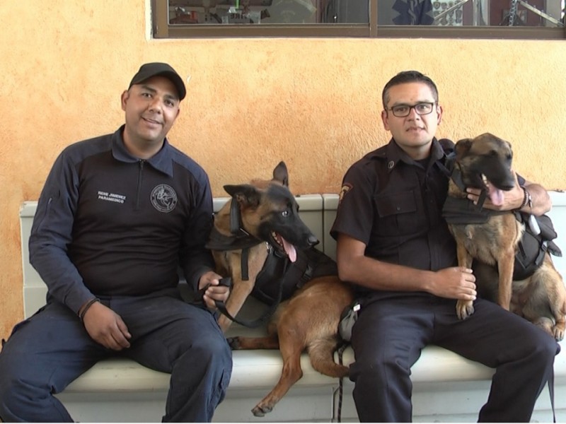 Tiene bomberos de CSL binomio canino de búsqueda