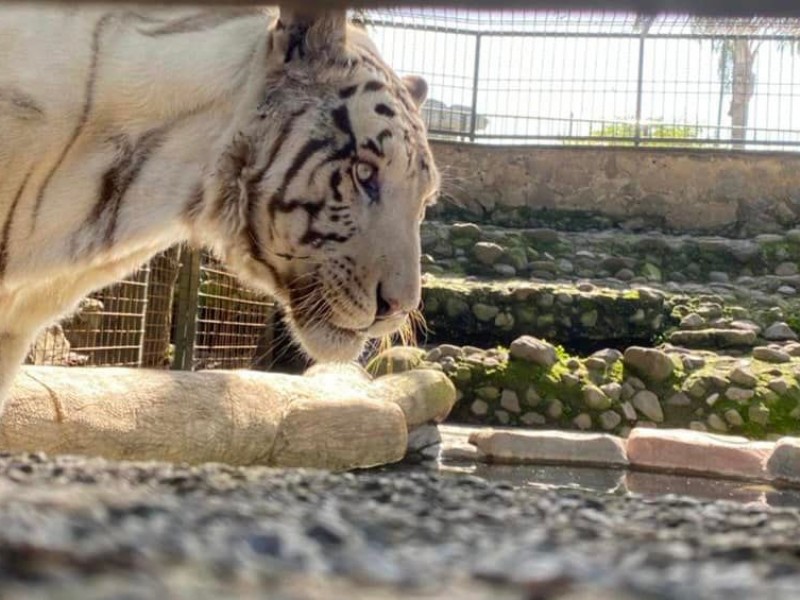 Tigre de Black Jaguar-White Tiger arribó a Orizaba