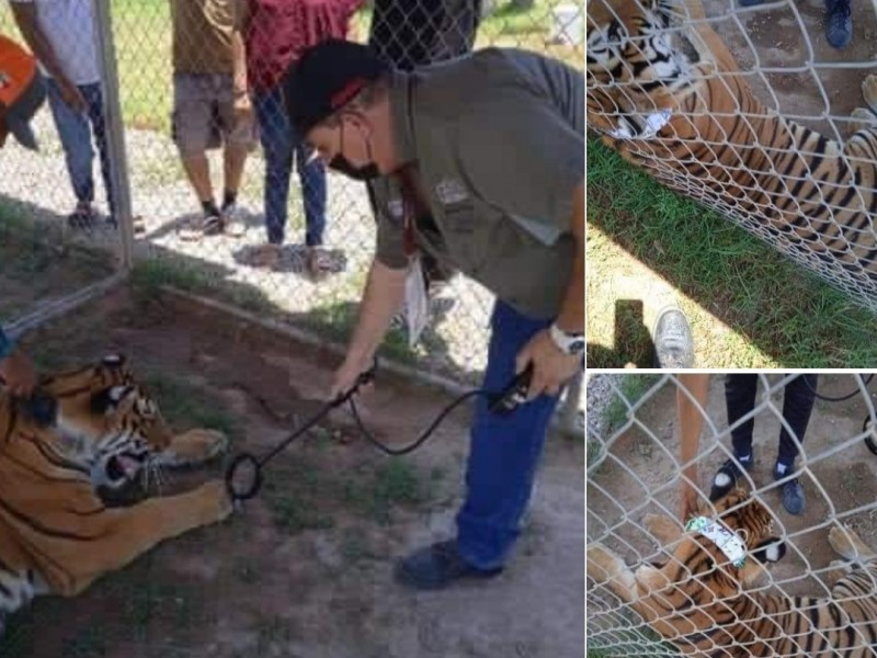 Tigre de Tecuala no fue retirado de sus dueños