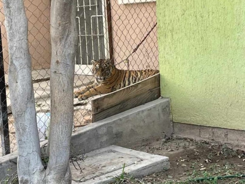 Tigre descansa en cochera de Villas de San Juan
