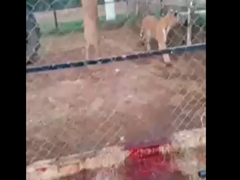 Tigre muerde mano de hombre mientras lo alimentaba en Peribán