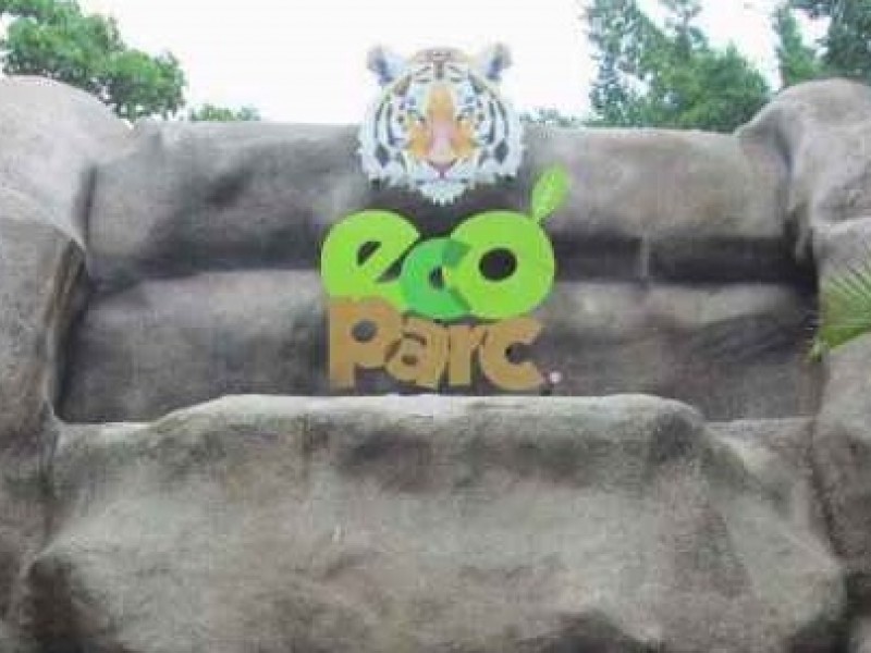 Tigre escapa de su área en el Ecopar Colima