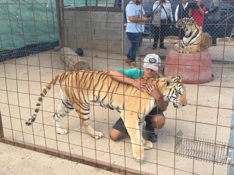 Tigre lastima a niña en Hermosillo
