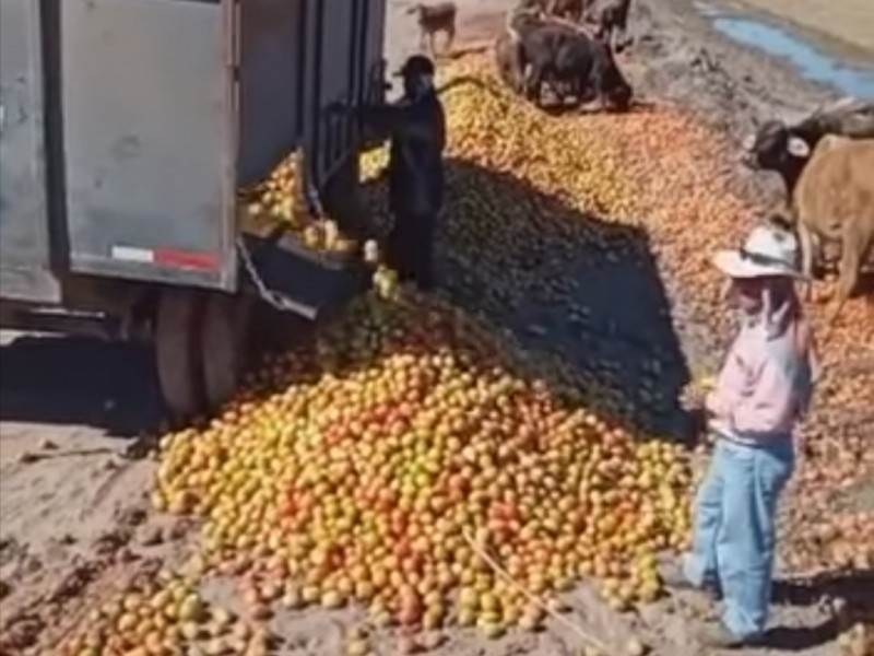 Tiran su cosecha ante bajos precios