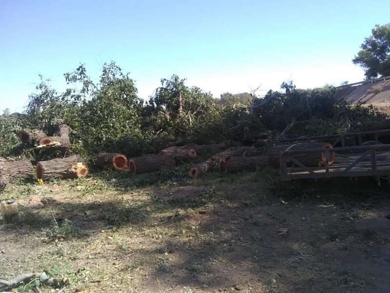 Titular de ecología se autoriza tala de árboles