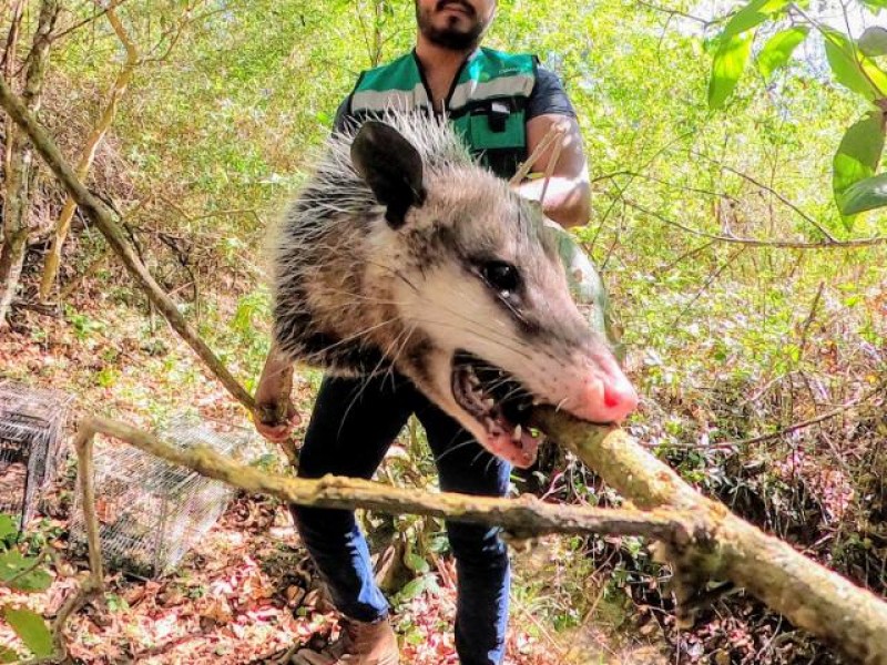 Tlacuaches, víctimas de maltrato por desinformación en la sociedad