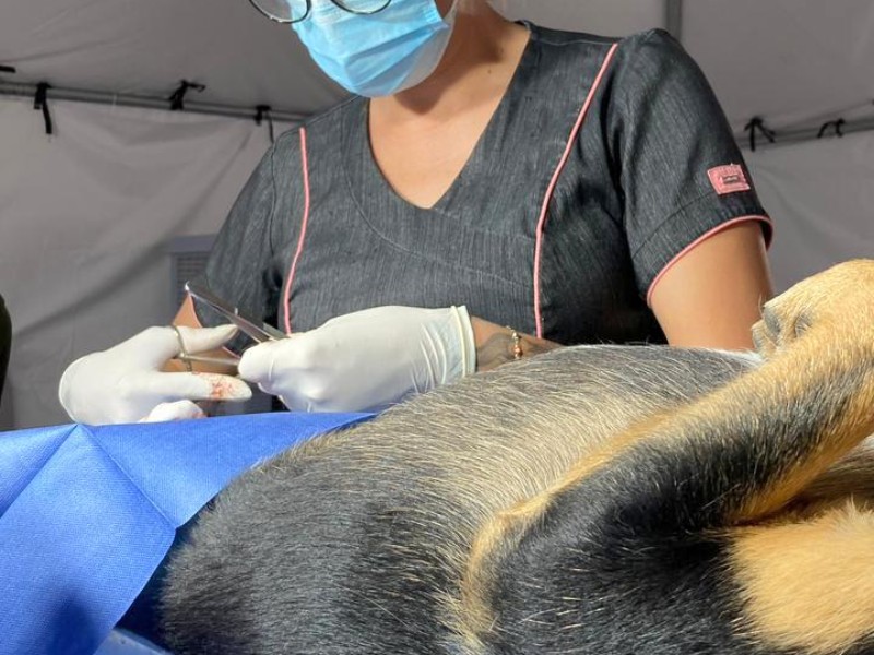 Tlajomulco prioriza programas de atención y control de mascotas