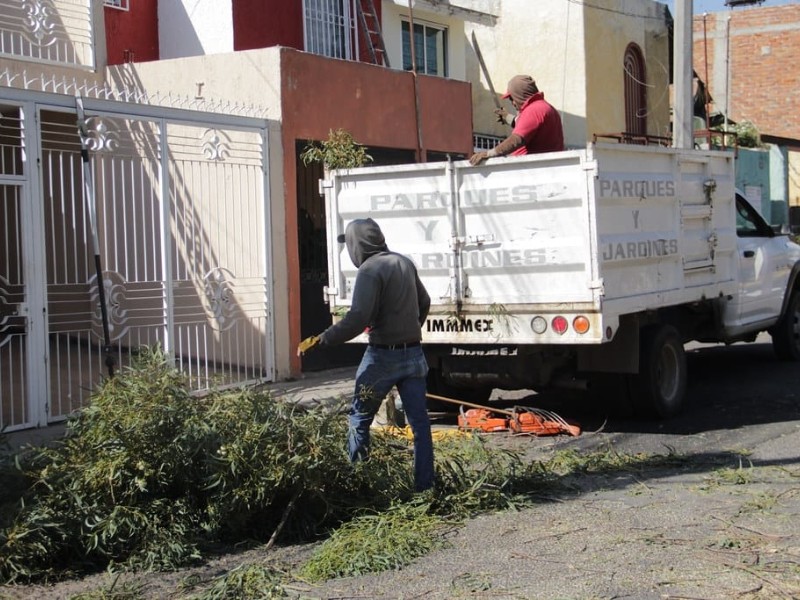 Tlaquepaque retira más de 200 árboles en riesgo o secos