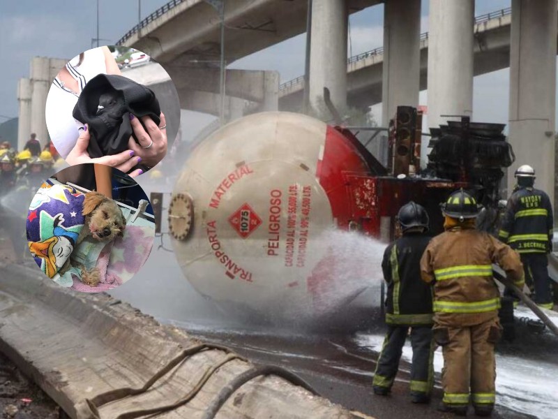 Todos importan: rescatan animales tras explosión en Iztapalapa