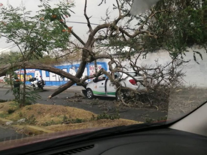 Tolvanera CDMX tira árboles