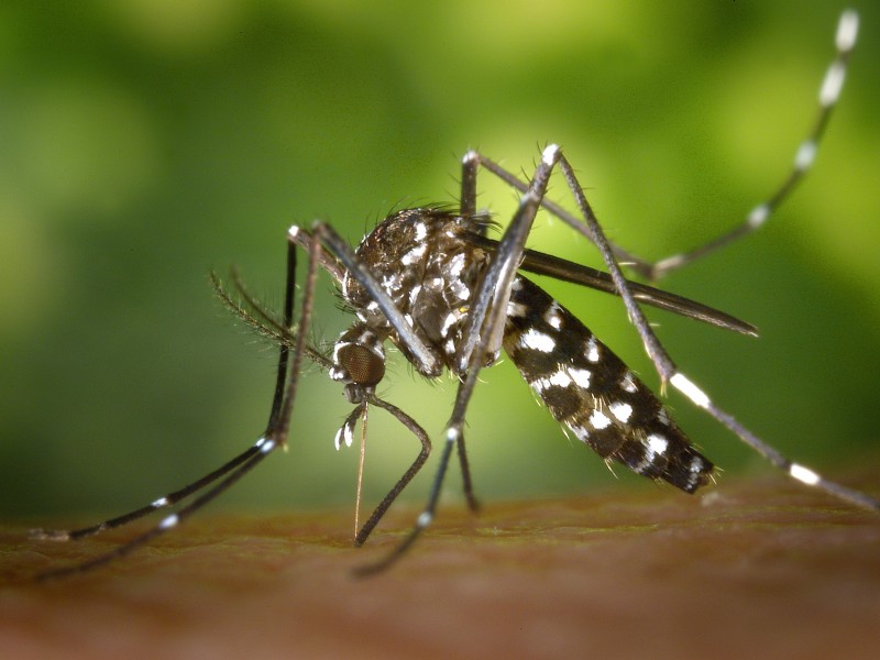 Toma precauciones ante la picadura del dengue