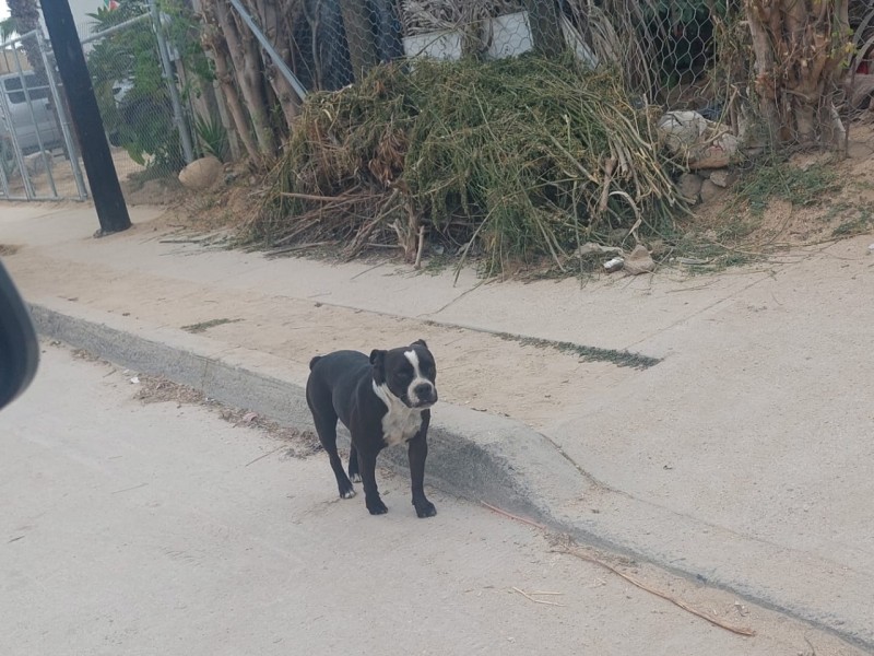 Toma salud municipal riendas de programa proanimal