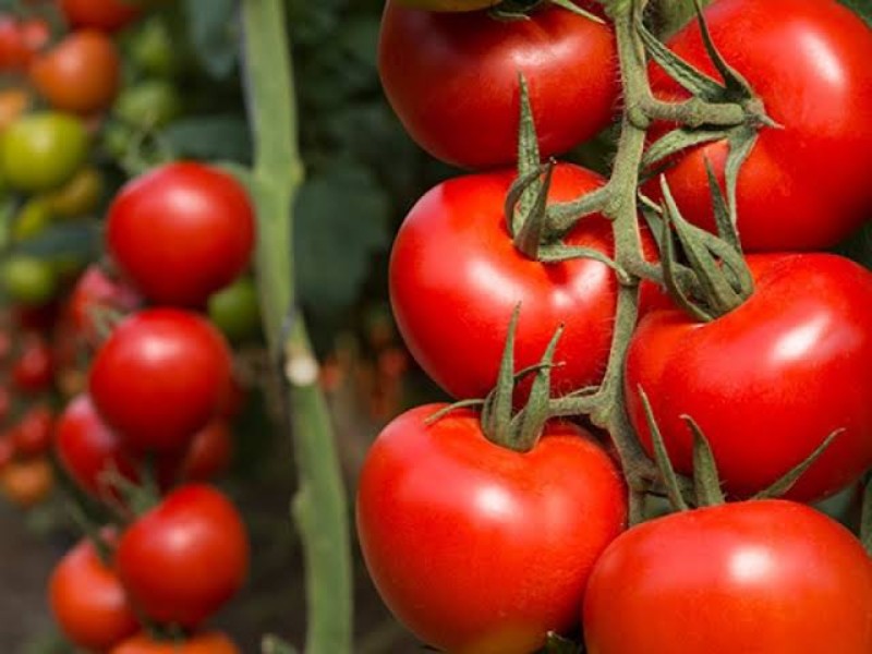 Diputada advierte impacto económico ante arancel de exportaciones de tomate