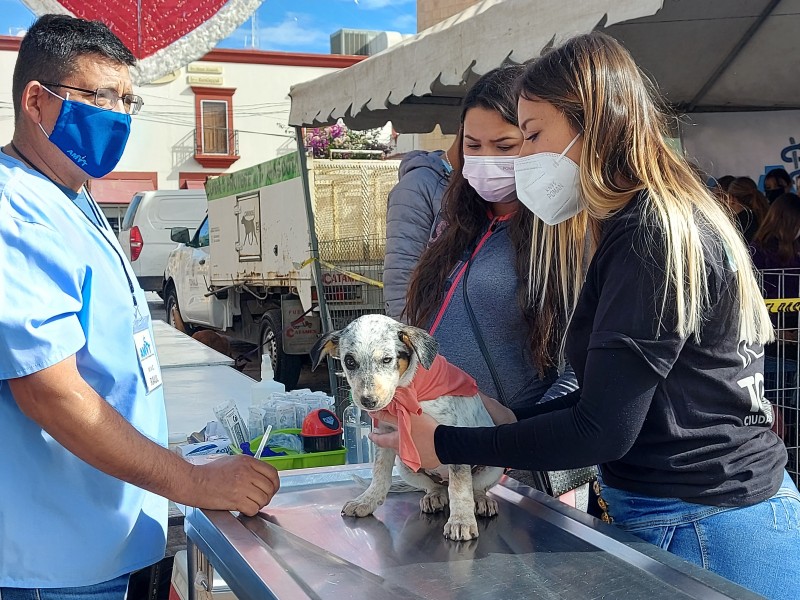Tonalá pone en adopción a 32 perros rescatados