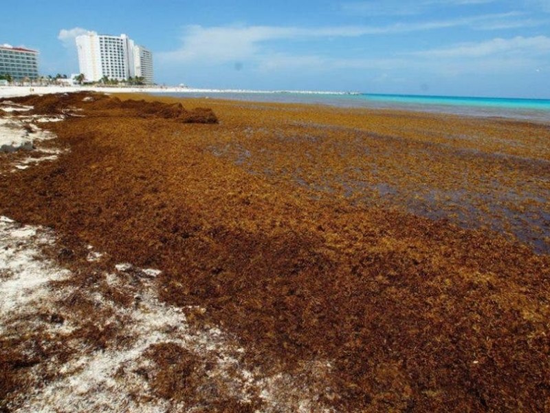 Toneladas de sargazo invaden playas de Quintana Roo