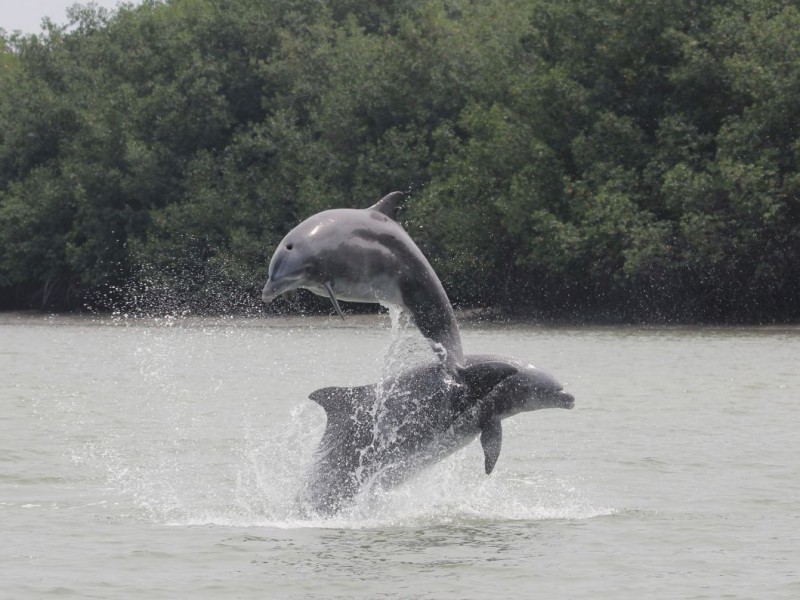 Topolobampo, cuna del delfín nariz de botella